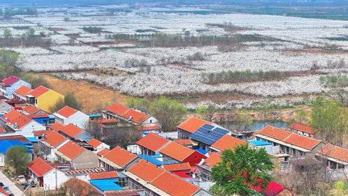 “中国鸭梨之乡”郭村,无人机俯瞰,千树万树梨花开